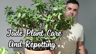 Jade Plant Care  Repotting My Huge Jade [upl. by Dunham185]