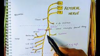 FEMORAL NERVE  ANATOMY  Origin  Division  Supply [upl. by Eudora]