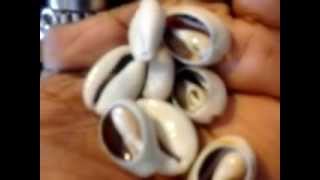 The many uses of the Wonderful Cowrie Shell [upl. by Let]