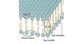 Propiedades de la membrana plasmatica Fluidez [upl. by Elwaine593]