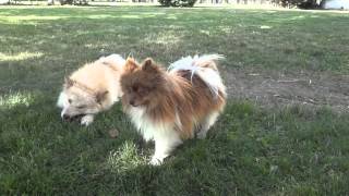 Pomskies Pomsky Full Grown playing in Yard [upl. by Depoliti26]