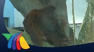 Orangután le arranca dedo a joven en Chapultepec  Noticias [upl. by Ennaecarg]