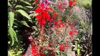 Cardinal Flower Lobelia cardinalis [upl. by Eustacia]