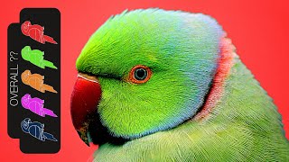 Indian Ringneck Parakeet The Best Pet Parrot [upl. by Ayikin]