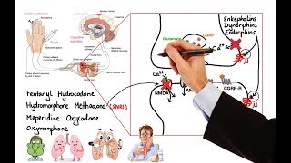 Pharmacology  OPIOIDS MADE EASY [upl. by Ruddie691]