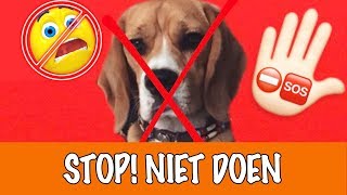 Doe dit nooit met honden  DierenpraatTV [upl. by Lapham]