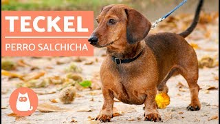 DACHSHUND o TECKEL  ¡El PERRO SALCHICHA [upl. by Cristin859]