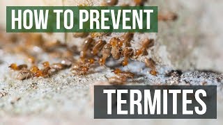 How to Prevent Termites [upl. by Melitta378]