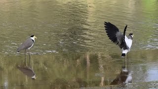 Masked Lapwing  Australian Bird  Short Documentary [upl. by Kcirdderf]