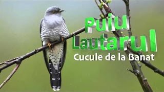 Mama Cucule de la Banat  Puiu Lautarul Mai tare ca Florin Salam [upl. by Orji151]