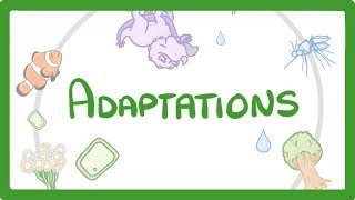 GCSE Biology  Adaptations 79 [upl. by Leander]