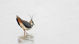 Lapwing song and contact call 4K [upl. by Marybelle]