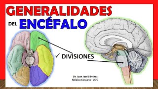 🥇 GENERALIDADES DE ENCÉFALO Anatomía Divisiones  Partes ¡Explicación Sencilla [upl. by Nemlaz]