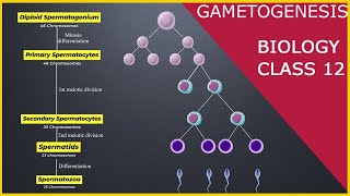 GAMETOGENESIS  Human Reproduction  Class 12 [upl. by Aliuqet]