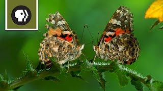 The Remarkable Way that Butterflies Mate [upl. by Calley]