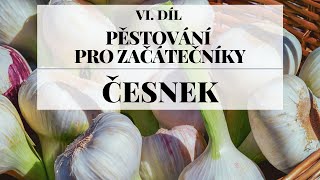 Pěstování česneku  Pěstování pro začátečníky 6 díl [upl. by Vescuso]