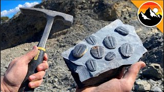 Digging Up 500 Million Year Old Trilobites withme [upl. by Otsedom]