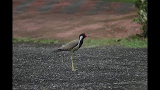 Red Wattled Lapwings [upl. by Ahseiuqal884]