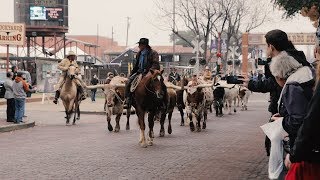 Texas Towns  The Fort Worth Stockyards [upl. by Maeve]