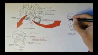 Brain Anatomy Overview  Lobes Diencephalon Brain Stem amp Limbic System [upl. by Oxley]