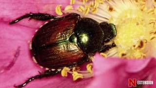 Japanese Beetle [upl. by Leonteen]