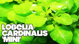 Lobelia Cardinalis Mini  3 Gallon Planted Tank [upl. by Standford260]