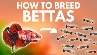 How to Breed Bettas Getting the Eggs Part 1 [upl. by Ivel281]