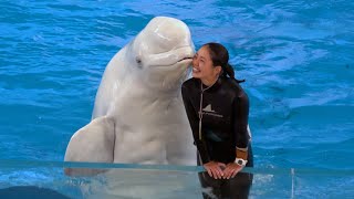 Beluga Whale Show At Yokohama Hakkeijima Sea Paradise 【4K】 [upl. by Therron531]