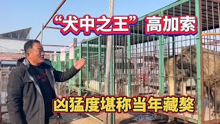 犬中之王高加索，世界上最大犬种之一，凶猛度堪称当年藏獒 [upl. by Eillom]