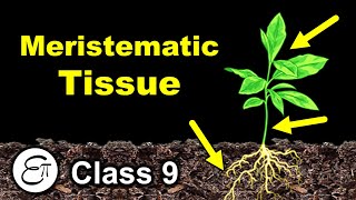 Meristematic Tissue  Plant Tissues Part 1  in Hindi for Class 9 [upl. by Stoops]