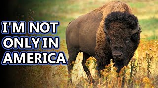 Bison facts sometimes called buffalo  Animal Fact Files [upl. by Ynohtnanhoj]