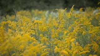 So Many Goldenrods So Little Time [upl. by Benny]