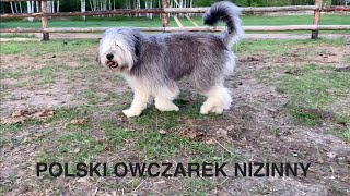 Polski Owczarek Nizinny [upl. by Karisa]