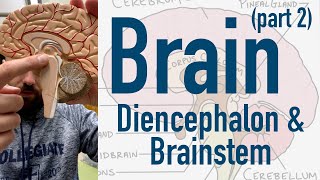 Brain Diencephalon and Brainstem [upl. by Manuel]