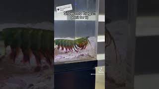 MANTIS SHRIMP punch in SLOWMO [upl. by Atekihc]