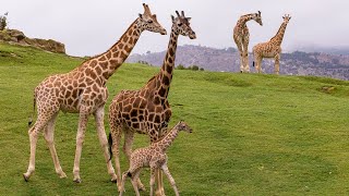 Welcome to the San Diego Zoo Safari Park [upl. by Concettina286]