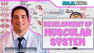 Embryology  Development of Muscular System [upl. by Obeng]