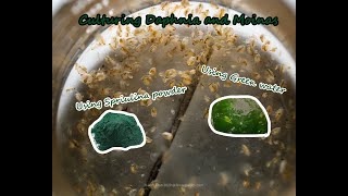 How To Culture Daphnia and Moinas using Green Water Spirulina powder [upl. by Gardy]