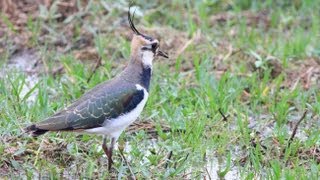 Northern Lapwing Peewit Green Plover [upl. by Monreal679]