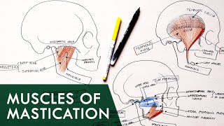 Muscles of Mastication  Anatomy Tutorial [upl. by Eikcir]