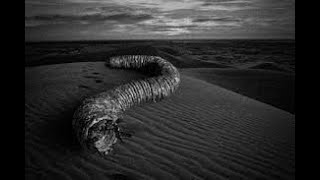 Finding The Legendary Mongolian Death Worm [upl. by Eve46]