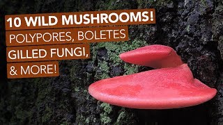 10 Wild Mushrooms Polypores Boletes Gilled Fungi amp More [upl. by Romeyn]