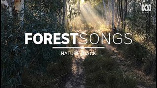 Bush sounds birdsong in Australia — sleep music 2 hours  Nature Track [upl. by Marchese]