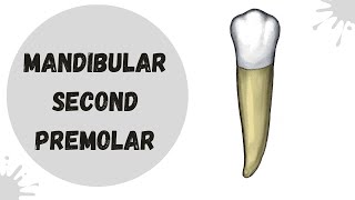 Mandibular Second Premolar  Tooth Morphology made easy [upl. by Vullo217]