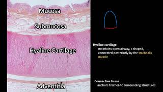 Histology  Trachea [upl. by Ellinehc]