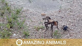 Spider Wasp Attacks Tarantula [upl. by Ayhdiv]