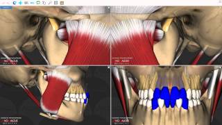 Mandibular Movements [upl. by Enyehc]