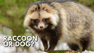 Tanuki The Dog That Thinks It’s A Raccoon [upl. by Borszcz]