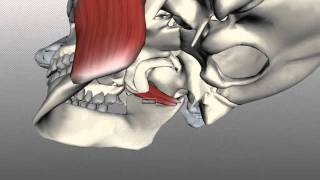 Muscles of Mastication  Anatomy Tutorial [upl. by Annelise]