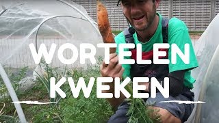 Wortelen kweken van zaaien tot oogsten [upl. by Grodin]